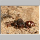 Nomada alboguttata - Wespenbiene w13 8mm.jpg